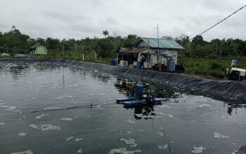 Hanya Empat Tambak Udang di Lingga yang Miliki Izin Lingkungan