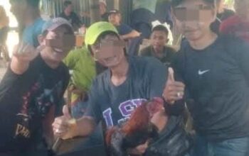 Sabung Ayam Merajalela di Pasar 2 Sei Mencirim, Polsek Kutalimbaru Dianggap Tutup Mata