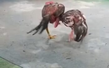 Ironi Operasi Pekat: Kapolrestabes Medan Gencar Sikat Judi, ‘Sabung Ayam’ Gang Sejati Malah Kebal Hukum