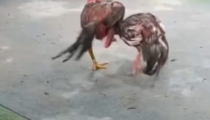 Ironi Operasi Pekat: Kapolrestabes Medan Gencar Sikat Judi, ‘Sabung Ayam’ Gang Sejati Malah Kebal Hukum