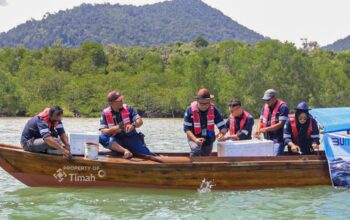 PT TIMAH Telah Restocking Ribuan Kepiting Bakau di Karimun