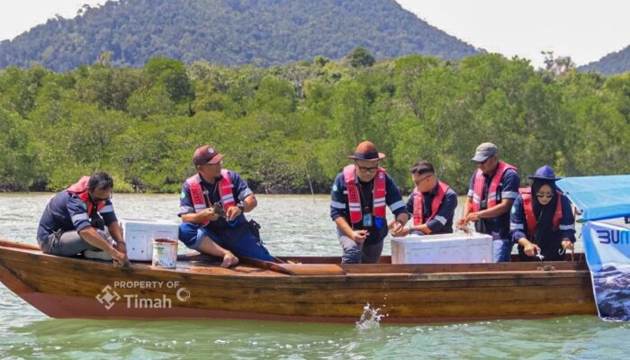PT TIMAH Telah Restocking Ribuan Kepiting Bakau di Karimun