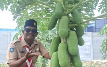 60 Pohon Pepaya California Disperindagkop Lingga Kini Berbuah Lebat