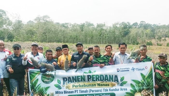 Kelompok Tani Bina Tani Tailong Binaan PT TIMAH Panen Nanas Perdana